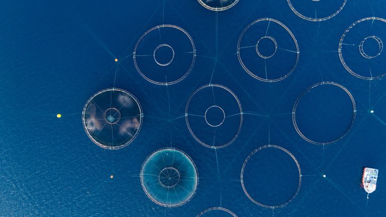 Tecnología en acuicultura